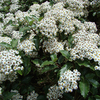 Olearia Plant - Macrodonta