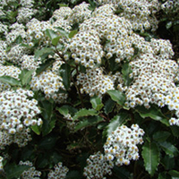 Olearia Plant - Macrodonta