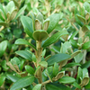 Olearia Plant - x Haastii