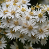 Olearia Plant - x Scillonensis