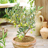 Olive Plant