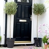 Olive Tree - Extra Large Standard 140-150cm x 2