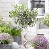 Olive Tree - Twisted Stem Large 21cm 80cm