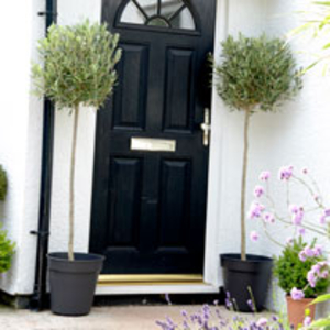Olive Tree Standard - Extra Large