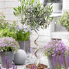 Olive Twisted Stem Tree