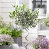 Olive Twisted Stem Tree
