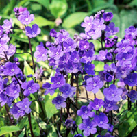 Omphalodes Plant - Blue Eyes