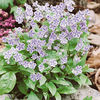 Omphalodes Starry Eyes