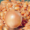 Onion & Shallot - Twin Pack