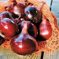 Onion (Bulb) Seeds - Red Pearl F1