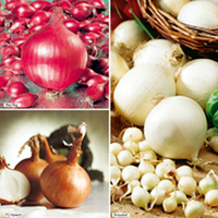 Onion Heat Treated Sets - Collection