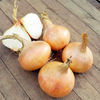 Onion Plants - Santero Improved