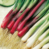 Onion (Salad) Plants - Red & White Mix