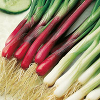Onion (Salad) Plants - Red & White Mix