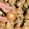 Onion Seeds - Bedfordshire Champion