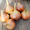 Onion Seeds - Hiberna