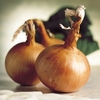 Onion Seeds - Hytech F1