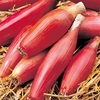 Onion Seeds - Long Red of Florence