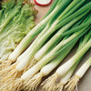 Onion Seeds - White Lisbon - Triple Pack