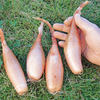 Onion Seeds - Zebrune