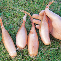 Onion Seeds - Zebrune