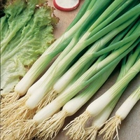 Onion Seeds- White Lisbon