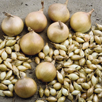 Onion Sets - F1 Forum
