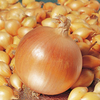 Onion Sets - F1 Hercules