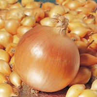 Onion Sets - F1 Hercules