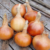 Onion Sets - F1 Santero