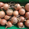 Onion Sets - Hysky