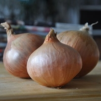 Onion Sets - Pink Panther