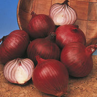 Onion Sets - Red Champion
