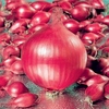 Onion Sets - Red Ray