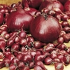 Onion Sets - Triple Pack