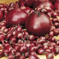Onion Sets - Triple Pack