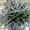 Ophiopgon Plant - Black Beard