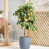 Orange - Bigaradier