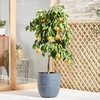 Orange - Bigaradier