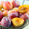 Orchard Tree Collection