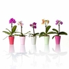 Orchid - Miniature 6cm (1)