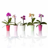 Orchid - Miniature 6cm (1)
