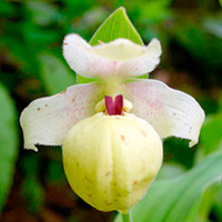 Orchid Flavum (Chinese Alpine Slipper)
