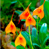 Orchid Masdevallia Plant