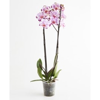 Orchid Plant - Phalaenopsis Rose Magic Art