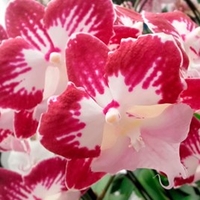 Orchid Plant - Phaleonopsis Tinkerbell