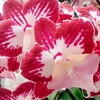 Orchid Plant - Phaleonopsis Tinkerbell