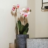 Orchid Pot Rib - black