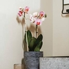 Orchid Pot Rib - black