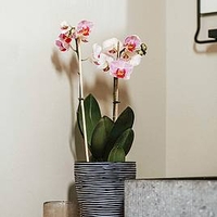 Orchid Pot Rib - black